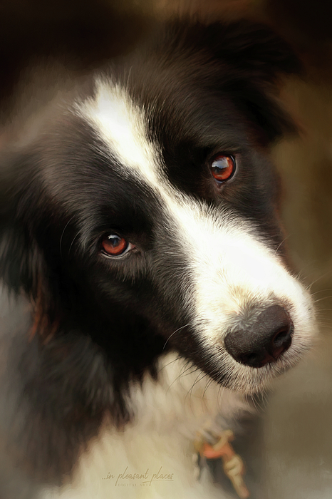 Border Collie by Joanna Kovalcsik Border Collie by Joanna Kovalcsik