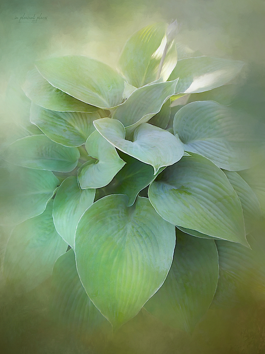 Silver Sensation by Joanna Kovalcsik Silver Sensation by Joanna Kovalcsik